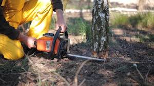 Best Tree Trimming and Pruning  in East Ithaca, NY