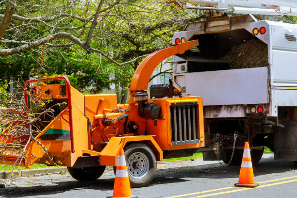 Best Seasonal Cleanup (Spring/Fall)  in East Ithaca, NY
