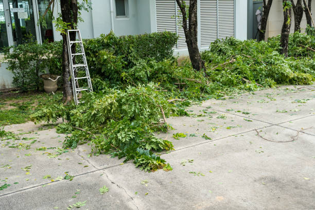 Best Hazardous Tree Removal  in East Ithaca, NY